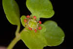 American golden saxifrage